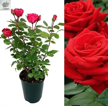 Rose Bush Showbiz! - Floribunda Rose Bush For The Garden In a 3 Litre Pot Royalcart