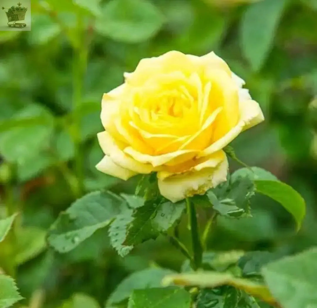 Rose Bush Smiley Face - Floribunda Yellow Hybrid Tea Rose in a 3L Pot Royalcart