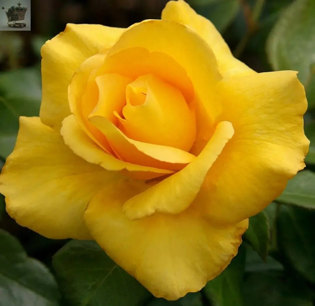 Rose Bush Smiley Face - Floribunda Yellow Hybrid Tea Rose in a 3L Pot Royalcart