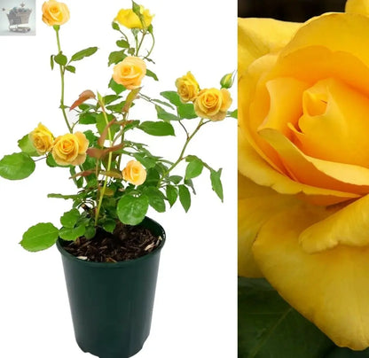 Rose Bush Smiley Face - Floribunda Yellow Hybrid Tea Rose in a 3L Pot Royalcart