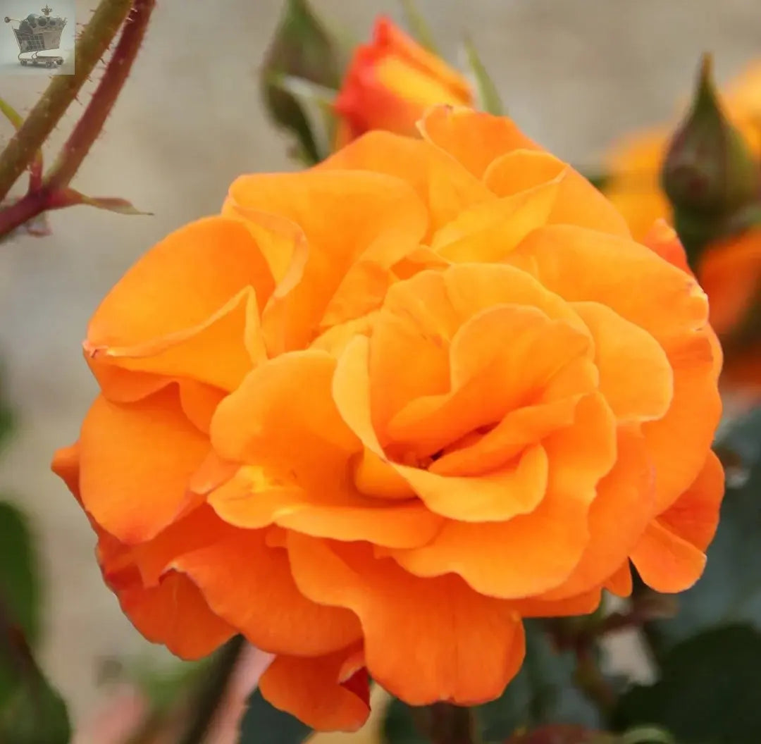 Rose Bush 'Precious Love' Supplied in a 3L Pot Orange Rose Plant for Gardens Royalcart