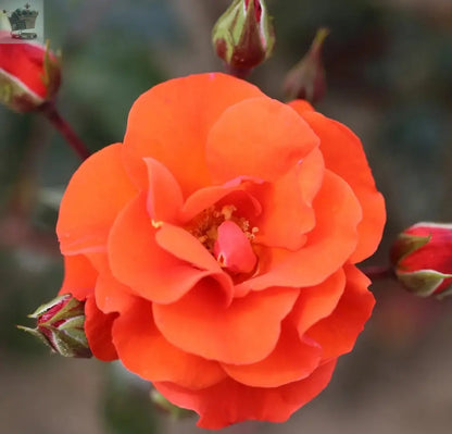 Rose Bush 'Precious Love' Supplied in a 3L Pot Orange Rose Plant for Gardens Royalcart