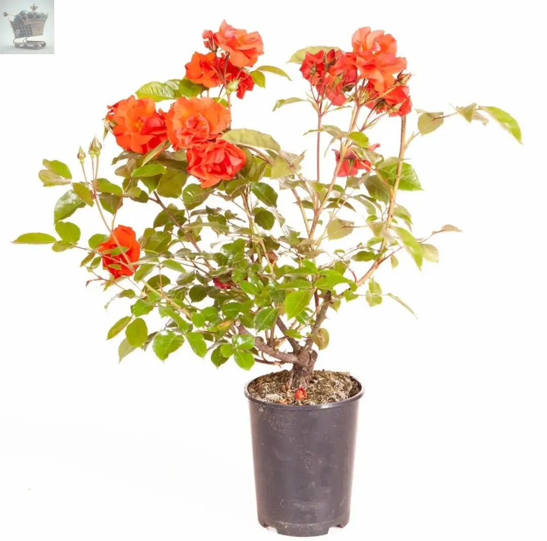 Rose Bush 'Precious Love' Supplied in a 3L Pot Orange Rose Plant for Gardens Royalcart