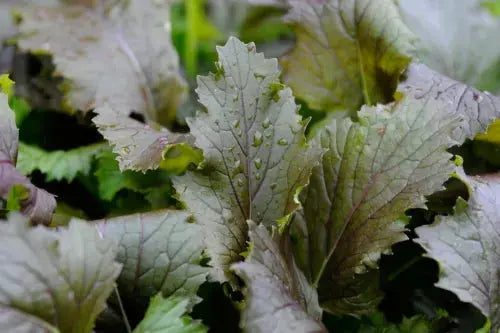 Salad Leaf Seeds - Mizuna Red Knight 1000 seeds - Easy, Tasty, Fast Growing Veg Royalcart