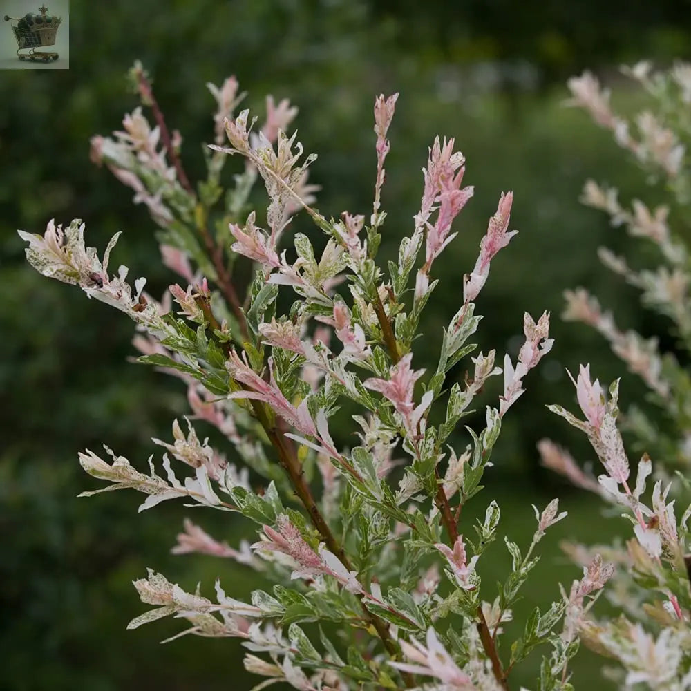 Salix Flamingo Bush in a 3L Pot Royalcart