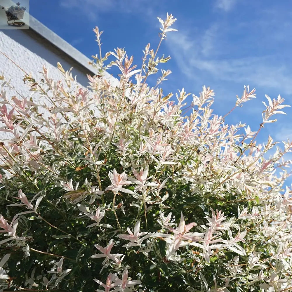 Salix Flamingo Bush in a 3L Pot Royalcart