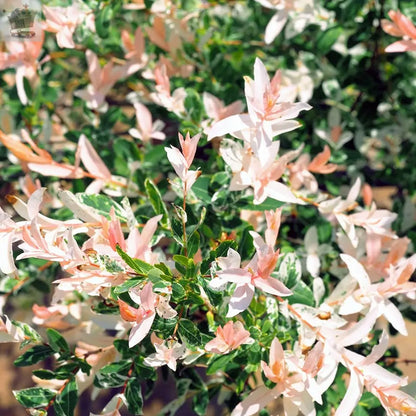 Salix Flamingo Bush in a 3L Pot Royalcart