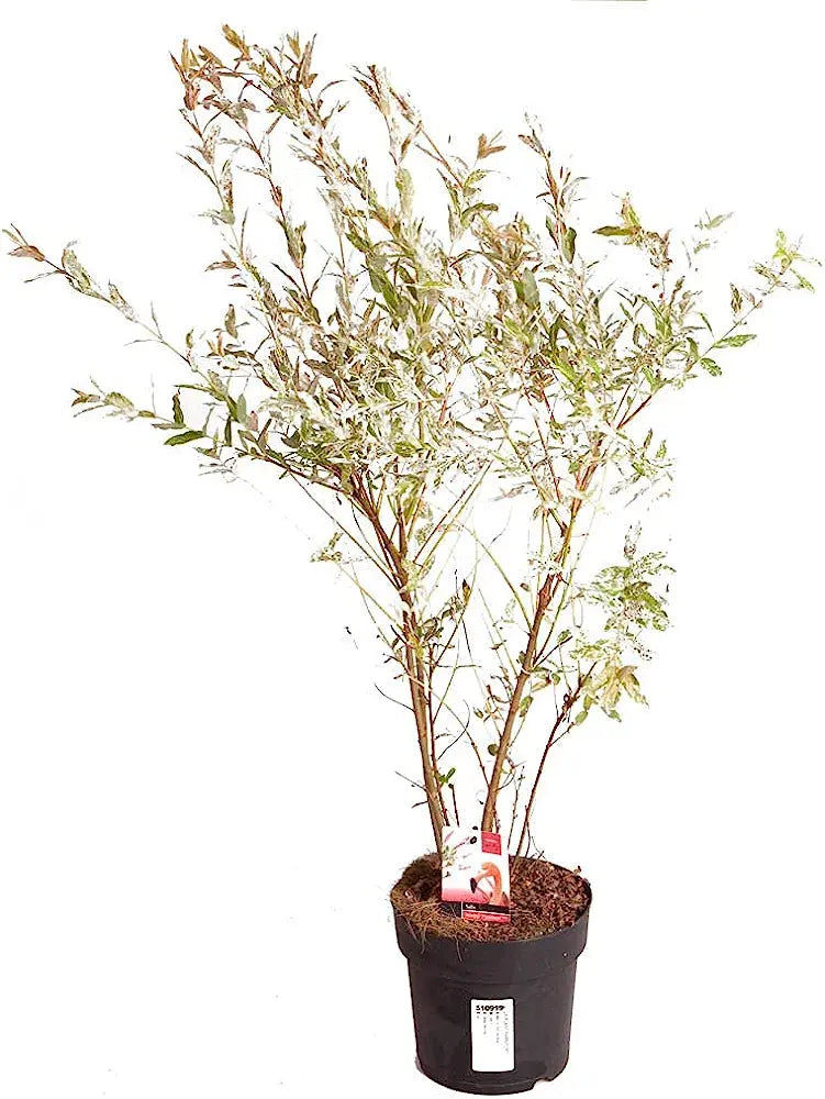 Salix Flamingo Bush in a 3L Pot Royalcart