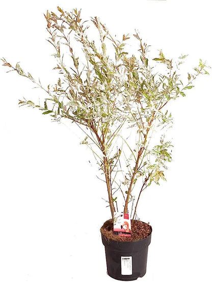 Salix Flamingo Bush in a 3L Pot Royalcart