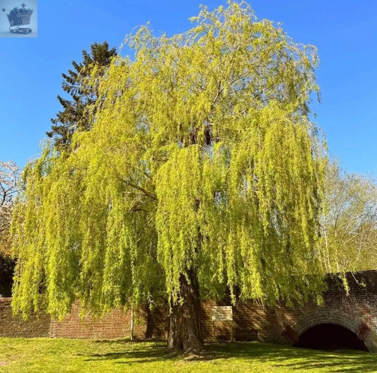 Salix x sepulcralis var. Chrysocoma-Golden Weeping Willow plant in 2 L pot 3-4ft Royalcart