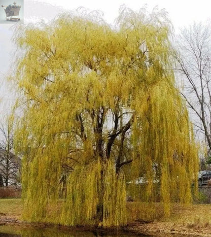 Salix x sepulcralis var. Chrysocoma-Golden Weeping Willow plant in 2 L pot 3-4ft Royalcart