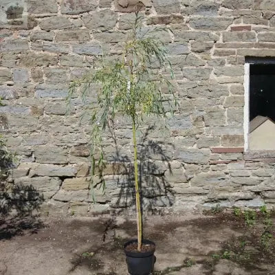 Salix x sepulcralis var. Chrysocoma-Golden Weeping Willow plant in 2 L pot 3-4ft Royalcart