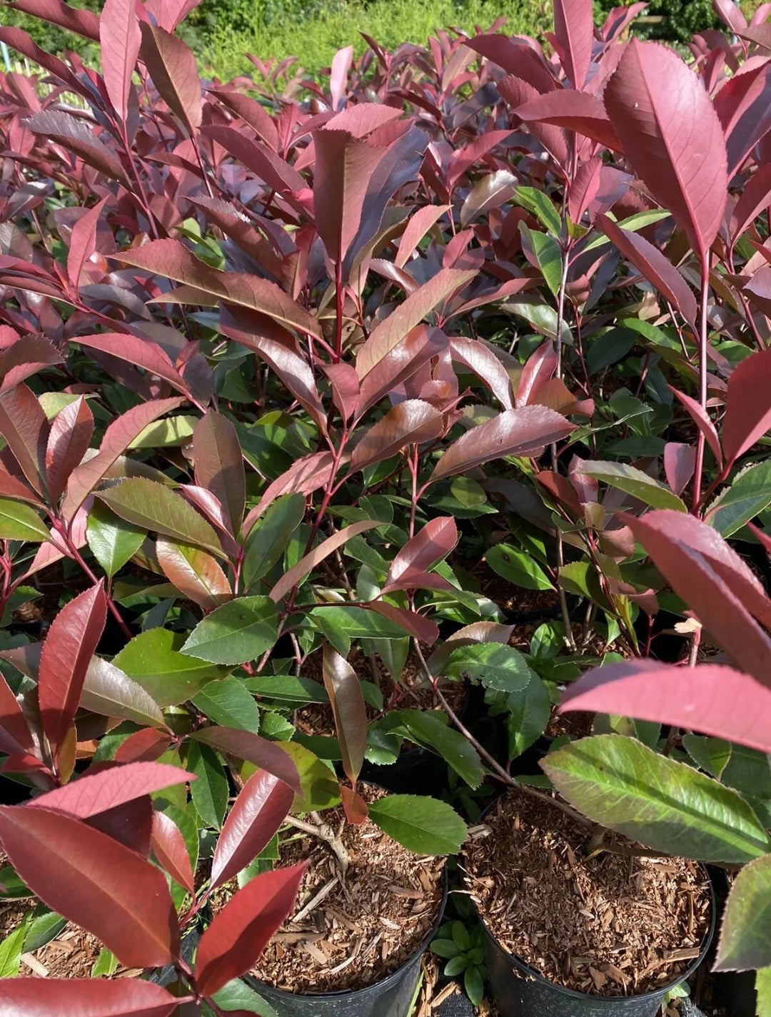 10x PHOTINIA RED ROBIN HEDGING SHRUB PLANTS IN 2LT POTS WHITE FLOWERS 90 CM Royalcart