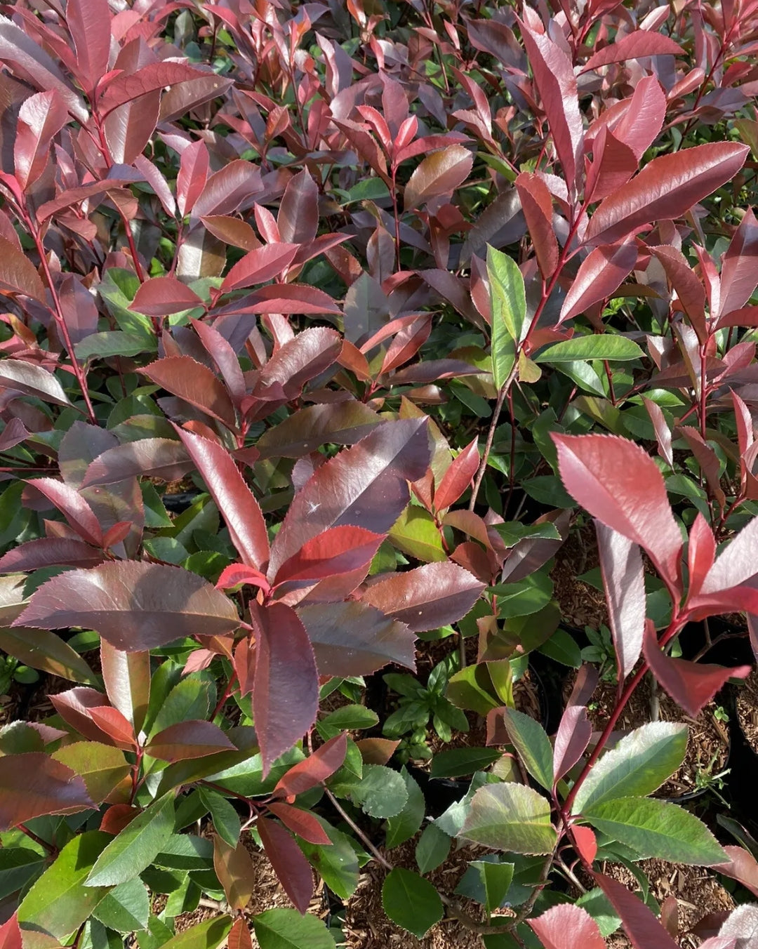 10x PHOTINIA RED ROBIN HEDGING SHRUB PLANTS IN 2LT POTS WHITE FLOWERS 90 CM Royalcart