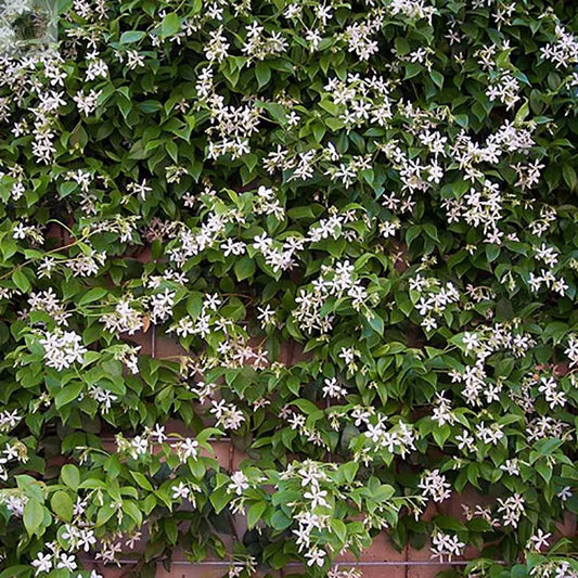 Star Jasmine Climbing Plant 80-100cm tall in 1 Litre Pot Royalcart