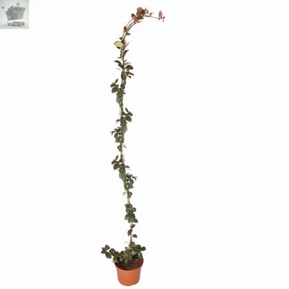 Star Jasmine Climbing Plant 80-100cm tall in 1 Litre Pot Royalcart