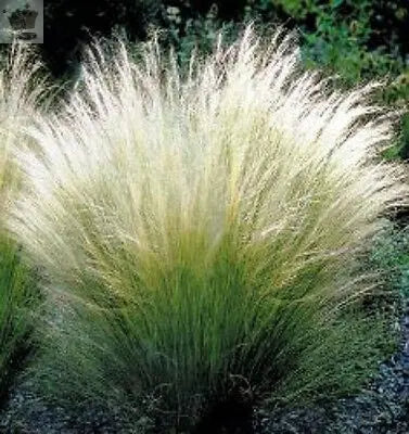 Stipa tenuissima 'Pony Tails' ornamental grass perennial garden plant 9cm pot Royalcart