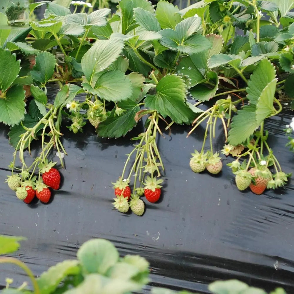 Strawberry Marshmello Fast Growing Bare Root Plants Royalcart