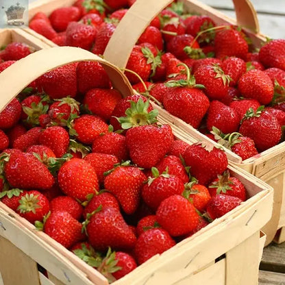 Strawberry Marshmello Fast Growing Bare Root Plants Royalcart