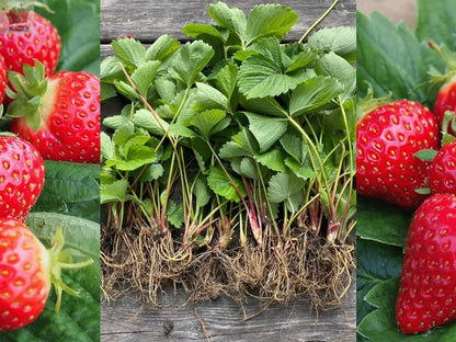 Strawberry Marshmello Fast Growing Bare Root Plants Royalcart