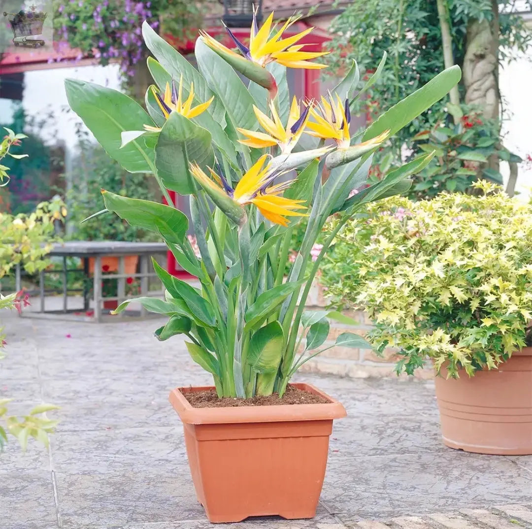 Strelitzia Indoor House Plant - Bird of Paradise Potted Tree In 12cm Pot - Royalcart