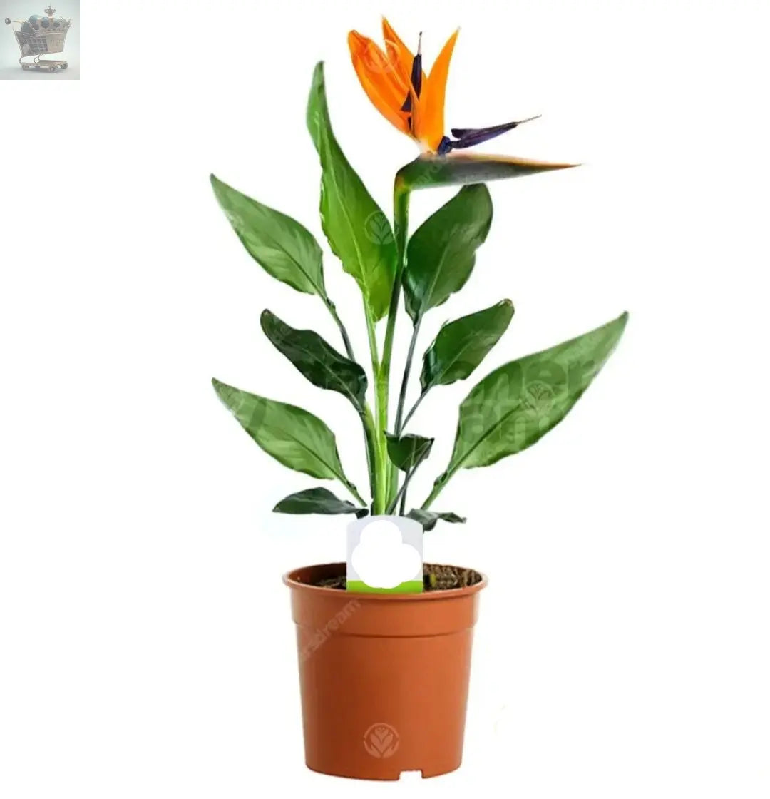 Strelitzia Indoor House Plant - Bird of Paradise Potted Tree In 12cm Pot - Royalcart