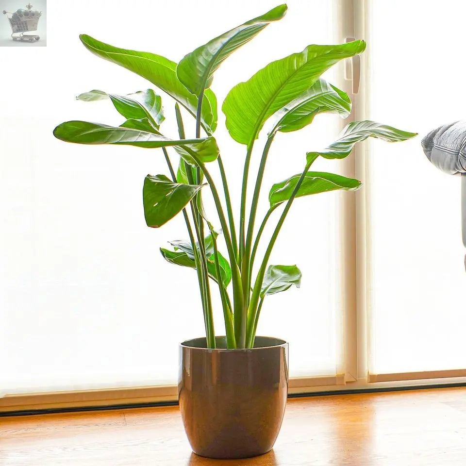 Strelitzia nicolai 35-45cm Potted White Bird of Paradise | Indoor Plant Gift | Royalcart