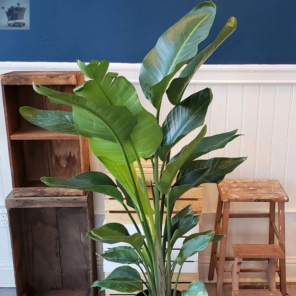 Strelitzia nicolai 35-45cm Potted White Bird of Paradise | Indoor Plant Gift | Royalcart