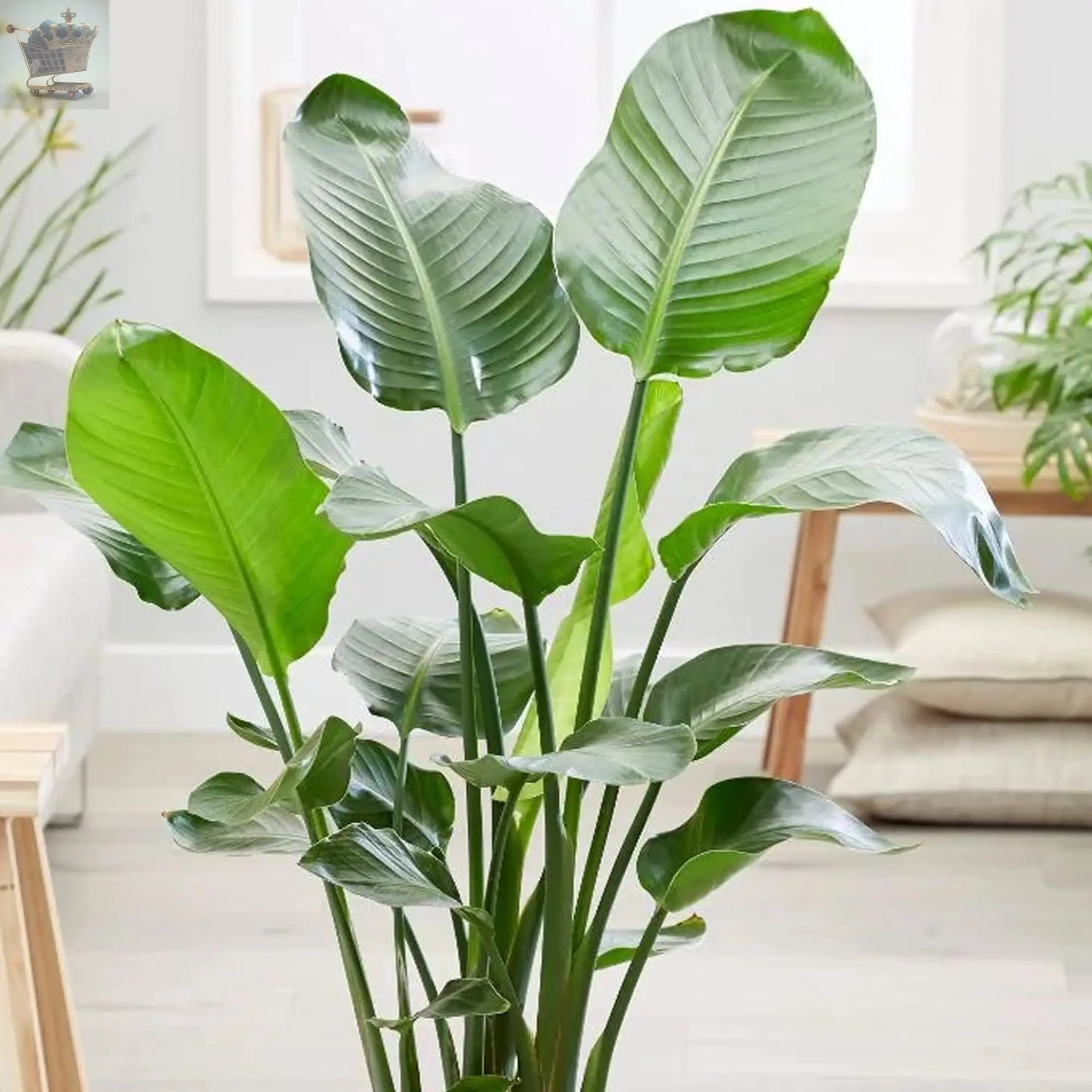 Strelitzia nicolai 35-45cm Potted White Bird of Paradise | Indoor Plant Gift | Royalcart