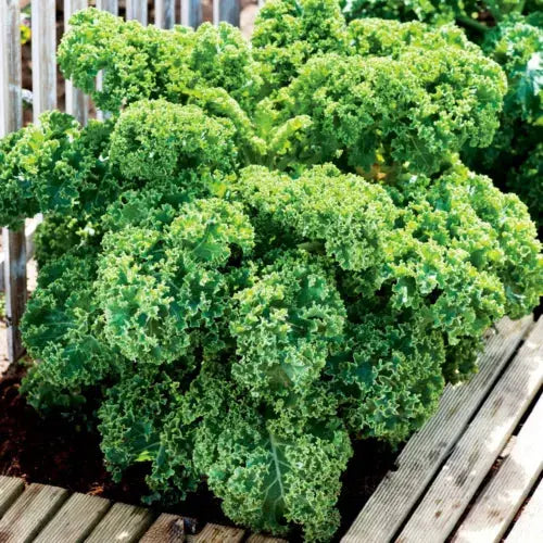 Suttons Kale Seeds Dwarf Green Curled Borecole Brassicas Approx. 400 Seeds Royalcart