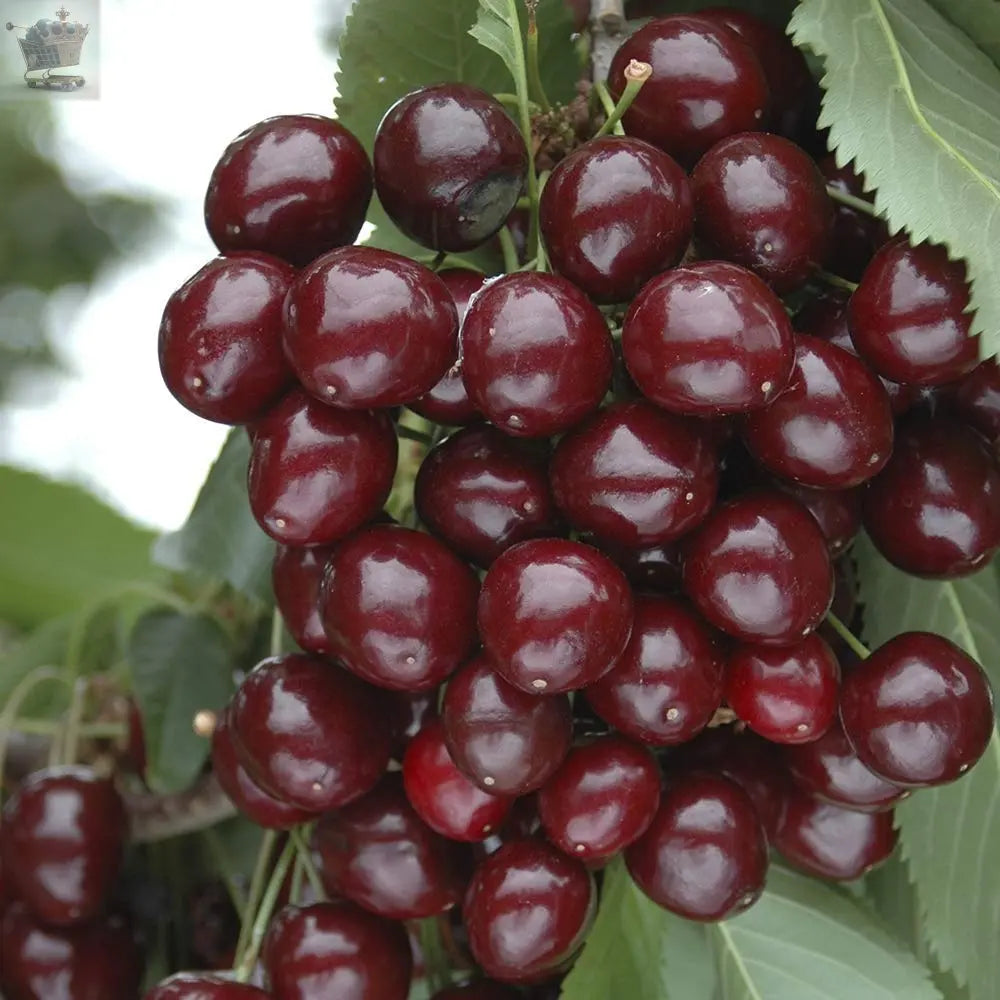 Sweet Cherry Tree Bush Porthos - Established 50cm Tall Bush - Supplied in 3 Litre Pot Royalcart