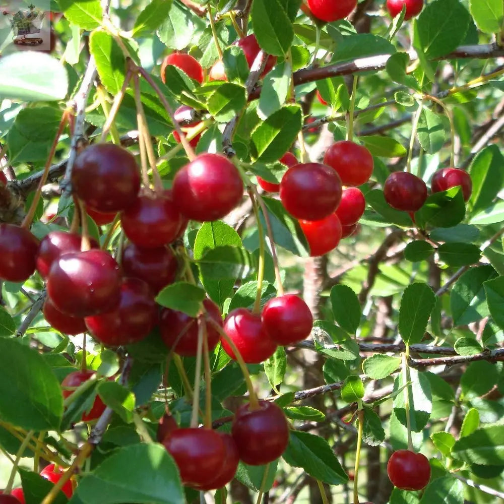 Sweet Cherry Tree Bush Porthos - Established 50cm Tall Bush - Supplied in 3 Litre Pot Royalcart