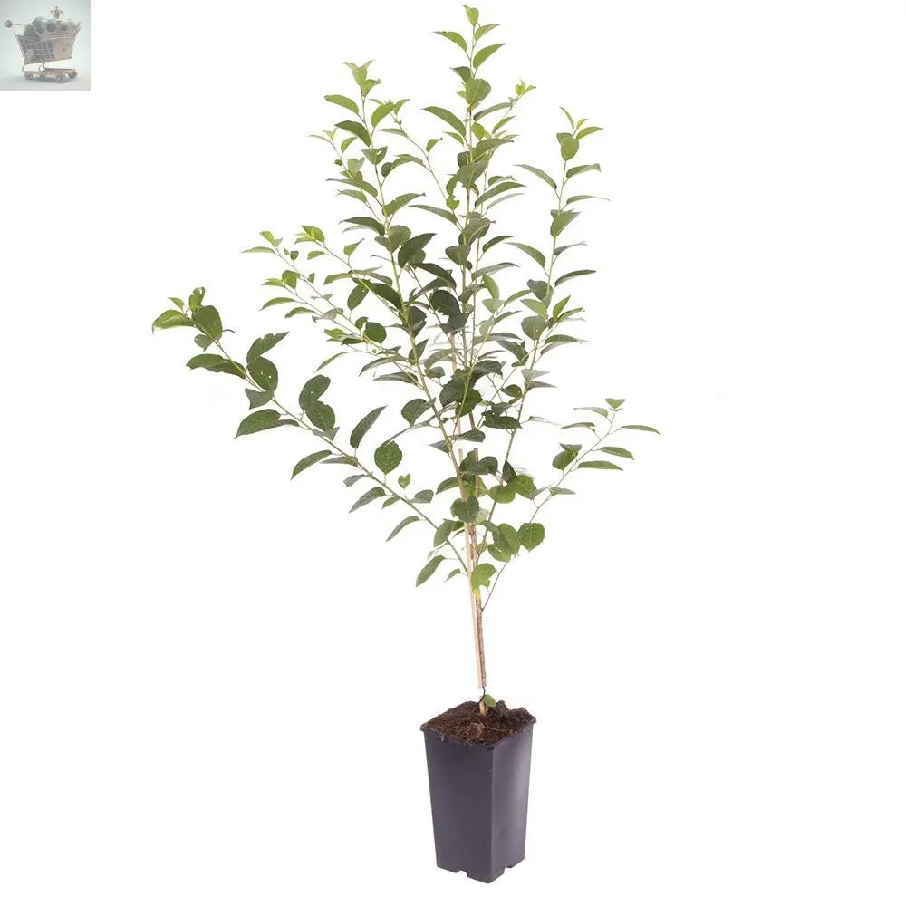 Sweet Cherry Tree Bush Porthos - Established 50cm Tall Bush - Supplied in 3 Litre Pot Royalcart