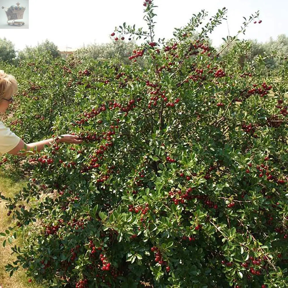 Sweet Cherry Tree Bush Porthos - Established 50cm Tall Bush - Supplied in 3 Litre Pot Royalcart