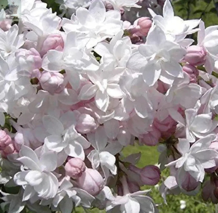 Syringa Beauty of Moscow - Scented Lilac Garden Shrub Royalcart