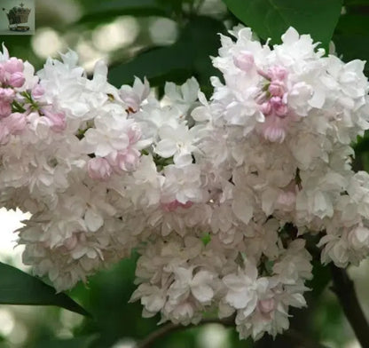 Syringa Beauty of Moscow - Scented Lilac Garden Shrub Royalcart