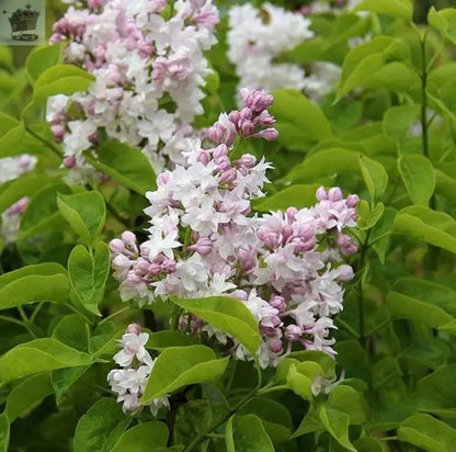 Syringa Beauty of Moscow - Scented Lilac Garden Shrub Royalcart