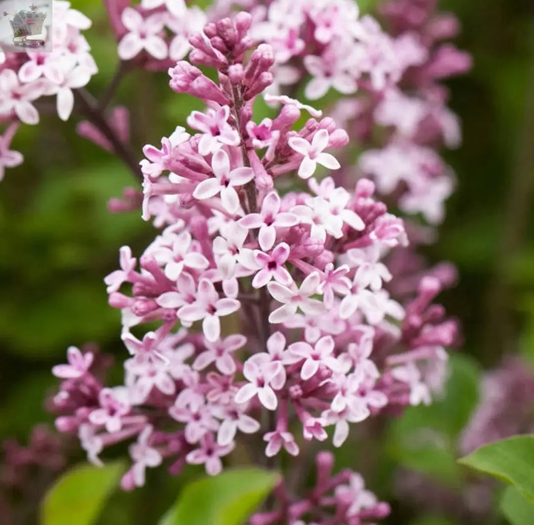 Syringa Palibin - Korean Lilac | Deciduous Potted Flowering Garden Shrub Royalcart