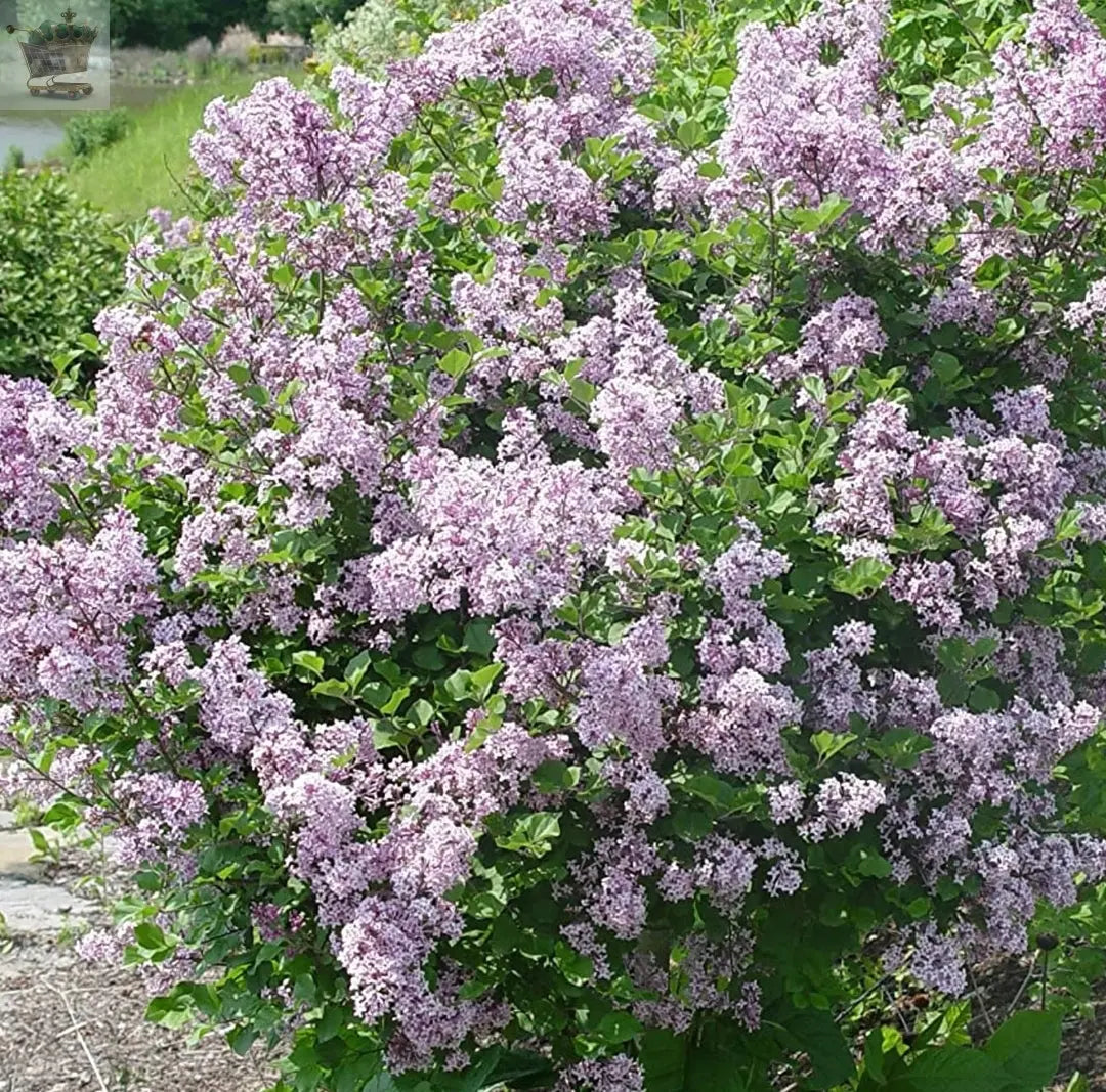 Syringa Palibin - Korean Lilac | Deciduous Potted Flowering Garden Shrub Royalcart