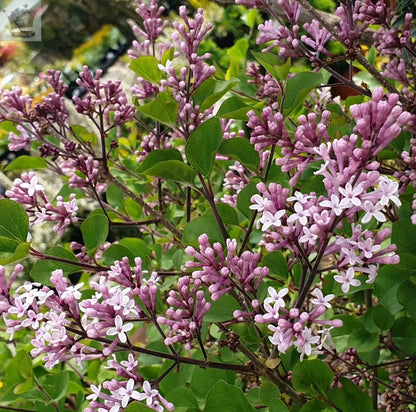 Syringa Palibin - Korean Lilac | Deciduous Potted Flowering Garden Shrub Royalcart