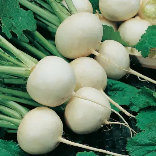 TURNIP SNOWBALL 4000 FINEST SEEDS Royalcart