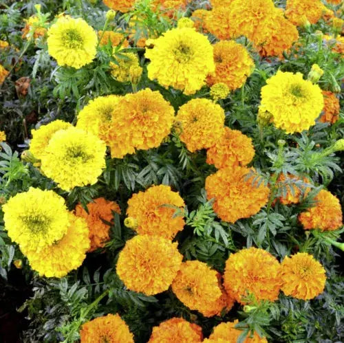 Thompson & Morgan Marigold Indian Kushi Mix Garden Plant Annual Flowering Seeds Royalcart