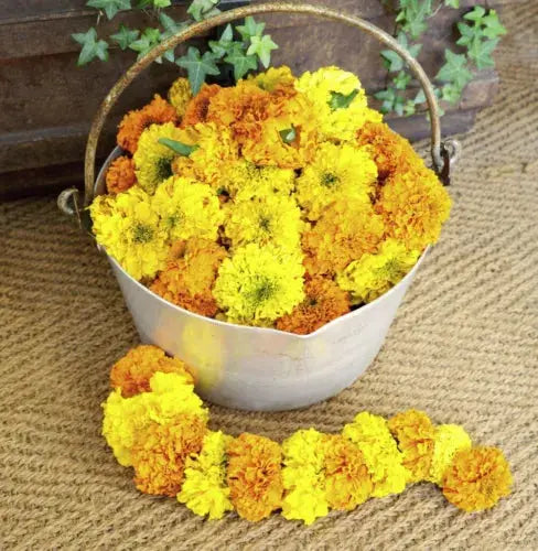 Thompson & Morgan Marigold Indian Kushi Mix Garden Plant Annual Flowering Seeds Royalcart