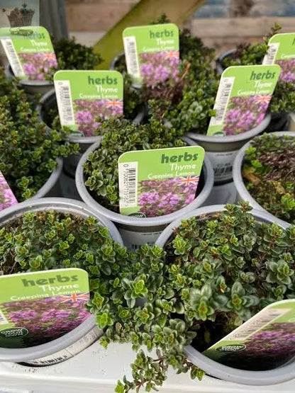 Thyme creeping red  herb plant 9cm pots - attracts wildlife Royalcart