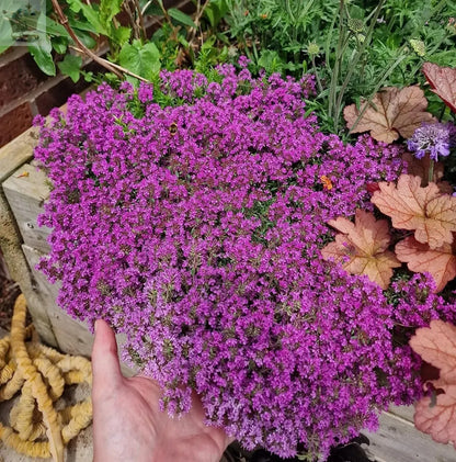 Thyme creeping red  herb plant 9cm pots - attracts wildlife Royalcart