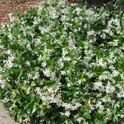 Trachelospermum Jasminoides Star jasmine Evergreen Climber Outdoor Plant 9cm Pot Royalcart