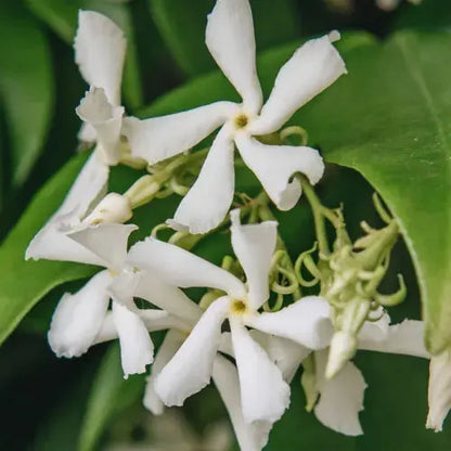 Trachelospermum Jasminoides Star jasmine Evergreen Climber Outdoor Plant 9cm Pot Royalcart