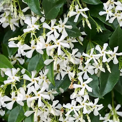 Trachelospermum Jasminoides Star jasmine Evergreen Climber Outdoor Plant 9cm Pot Royalcart