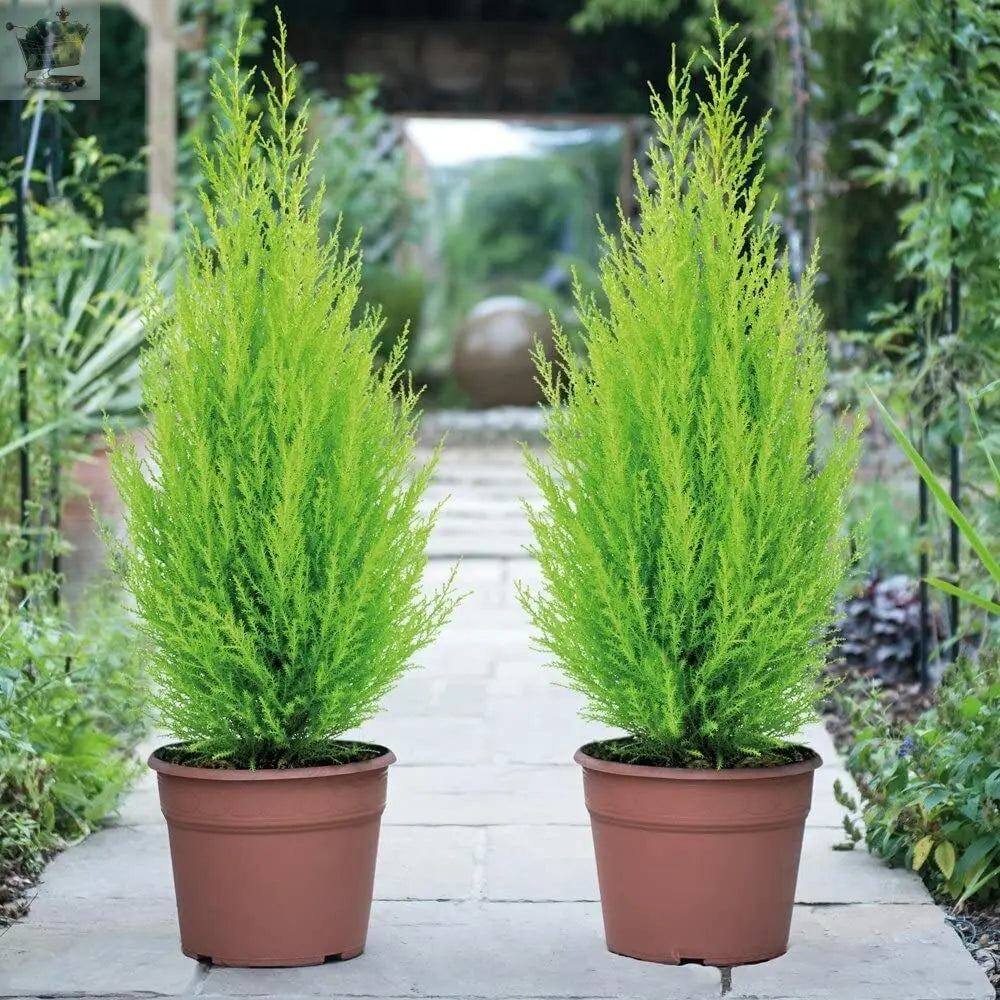 Tree Cypress Conifer Outdoor Garden plant 2 x Cupressus Plants in 10.5cm Pots Royalcart