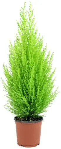 Tree Cypress Conifer Outdoor Garden plant 2 x Cupressus Plants in 10.5cm Pots Royalcart